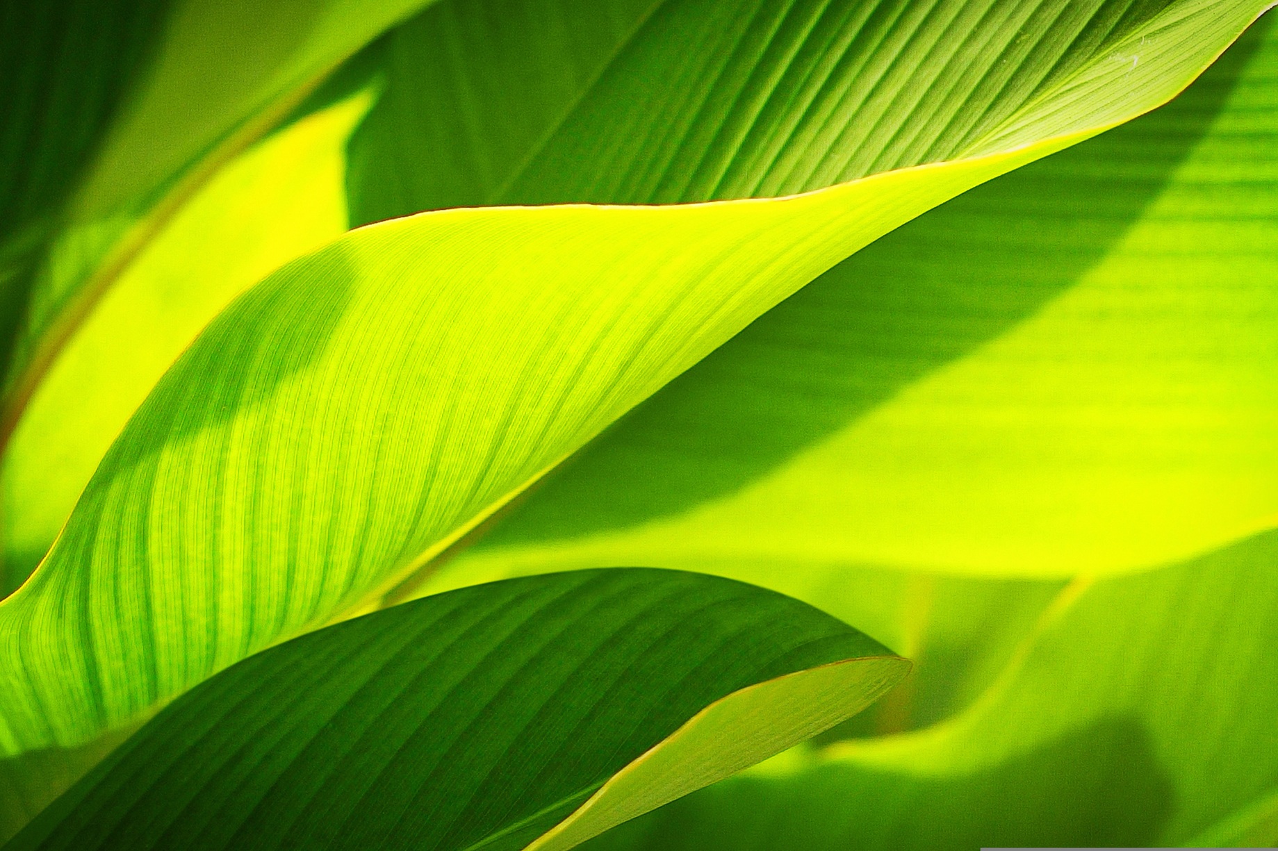 leaf-5138986